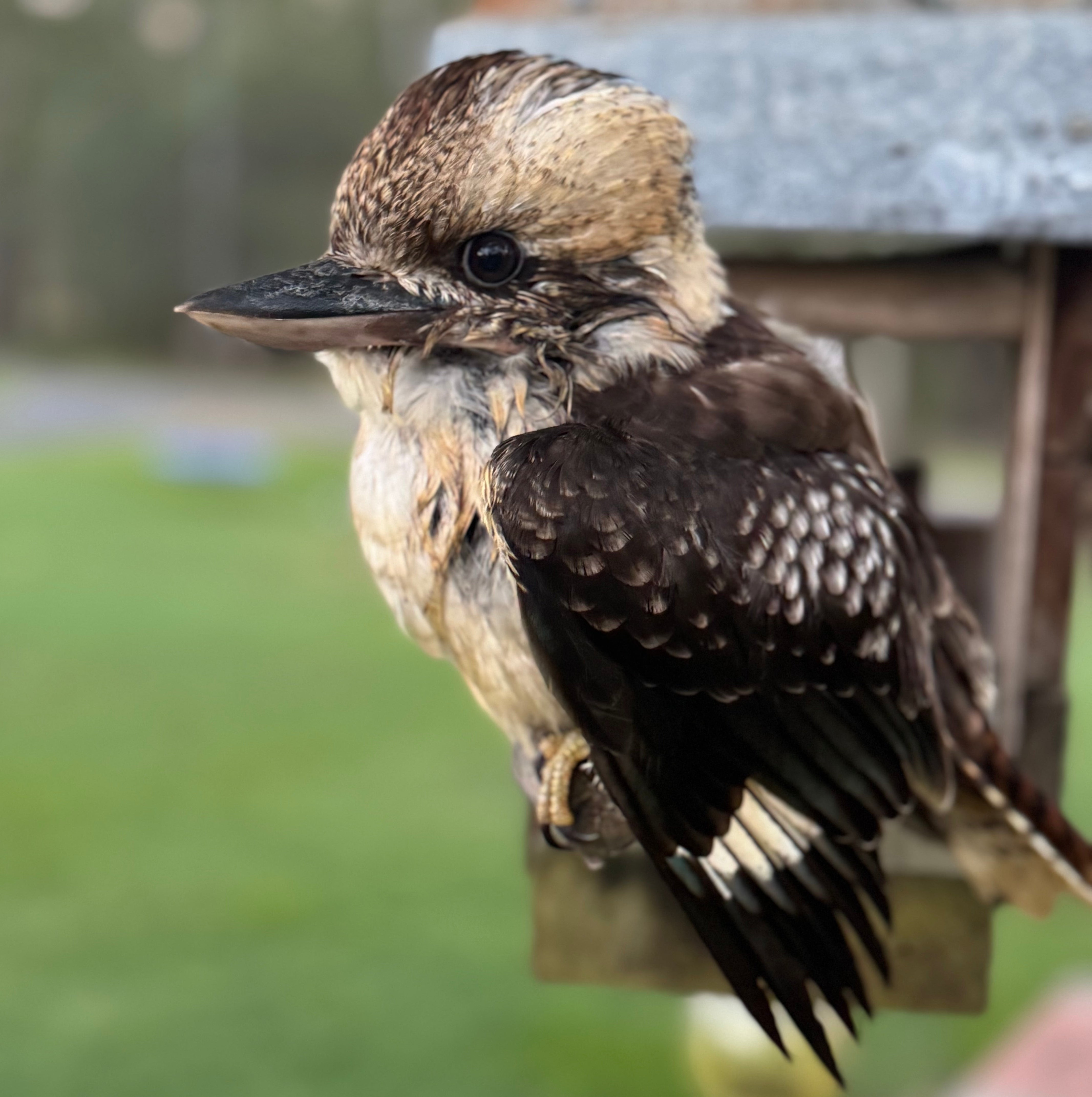 Frank the Magpie or Kenny the Kookaburra Workshop 17 May 2026